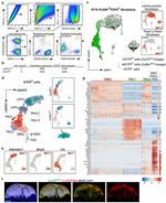 Podoplanin Antibody in Flow Cytometry (Flow)