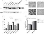 alpha Tubulin Antibody in Western Blot (WB)