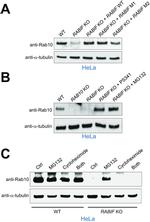 alpha Tubulin Antibody in Western Blot (WB)