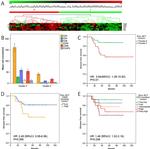 FOXP3 Antibody in Immunohistochemistry (IHC)