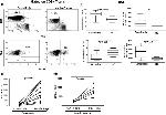 FOXP3 Antibody in Flow Cytometry (Flow)