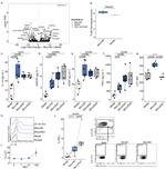 TCR alpha/beta Antibody in Flow Cytometry (Flow)