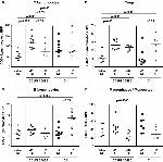 F4/80 Antibody in Immunohistochemistry (Paraffin) (IHC (P))