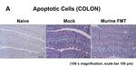 F4/80 Antibody in Immunohistochemistry (IHC)