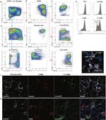 F4/80 Antibody in Flow Cytometry (Flow)