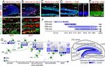 EOMES Antibody in Immunohistochemistry (IHC)