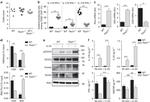 EOMES Antibody in Western Blot (WB)