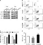 BrdU Antibody in Flow Cytometry (Flow)