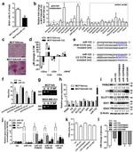 BrdU Antibody in Flow Cytometry (Flow)