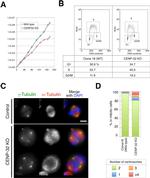 BrdU Antibody in Flow Cytometry (Flow)