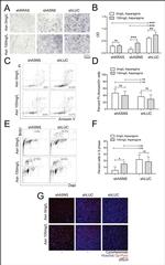 BrdU Antibody in Flow Cytometry (Flow)