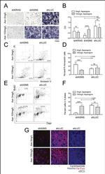 BrdU Antibody in Flow Cytometry (Flow)