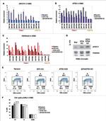 BrdU Antibody in Flow Cytometry (Flow)