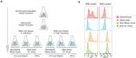 BrdU Antibody in Flow Cytometry (Flow)