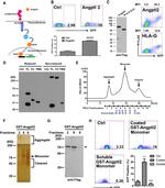 CD85d (ILT4) Antibody in Flow Cytometry (Flow)