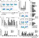 CD85d (ILT4) Antibody in Flow Cytometry (Flow)