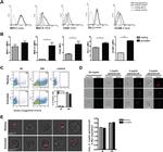 MHC Class II (I-A/I-E) Antibody in Flow Cytometry (Flow)