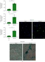 SOX9 Antibody in Immunocytochemistry (ICC/IF)