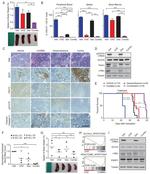 TSLP Receptor Antibody in Flow Cytometry (Flow)