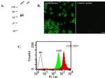 JAML Antibody in Flow Cytometry (Flow)