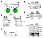 Lymphotoxin beta Receptor Antibody in Western Blot, Gel Shift (WB, GS)