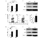 Ki-67 Antibody in Flow Cytometry (Flow)