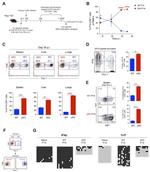 Ki-67 Antibody in Flow Cytometry (Flow)