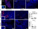 CD326 (EpCAM) Antibody in Immunocytochemistry (ICC/IF)