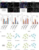 Ki-67 Antibody in Flow Cytometry (Flow)