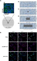 Ki-67 Antibody in Immunocytochemistry (ICC/IF)