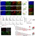 Nanog Antibody in Immunocytochemistry, Immunohistochemistry (ICC/IF, IHC)