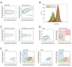 SOX2 Antibody in Flow Cytometry (Flow)