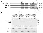 FOXP3 Antibody in Western Blot (WB)