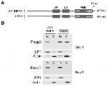 FOXP3 Antibody in Western Blot (WB)