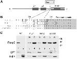 FOXP3 Antibody in Western Blot (WB)