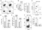 CD4 Antibody in Flow Cytometry (Flow)