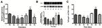 FOXP3 Antibody in Western Blot, Flow Cytometry (WB, Flow)