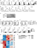 ROR gamma Antibody