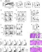 FOXP3 Antibody in Flow Cytometry (Flow)