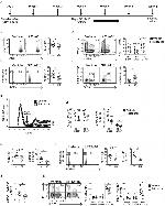 CD196 (CCR6) Antibody in Flow Cytometry (Flow)