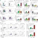 FOXP3 Antibody in Flow Cytometry (Flow)