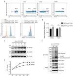 FOXP3 Antibody in Western Blot, Flow Cytometry (WB, Flow)