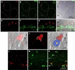 T-bet Antibody in Immunohistochemistry (IHC)