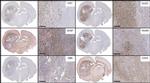 Nestin Antibody in Immunohistochemistry (Paraffin) (IHC (P))