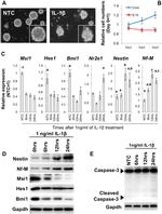 Nestin Antibody in Western Blot (WB)