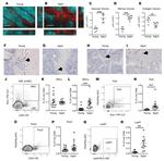 Endomucin Antibody in Immunohistochemistry (IHC)