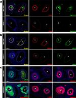 Endomucin Antibody in Immunocytochemistry (ICC/IF)