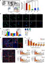 Endomucin Antibody in Immunohistochemistry (IHC)