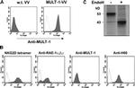 MULT1 (NKG2D Ligand) Antibody in Flow Cytometry (Flow)