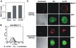 MULT1 (NKG2D Ligand) Antibody in Flow Cytometry (Flow)